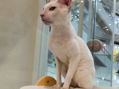 -猫域·湾主题猫咖·宠物吧(南坪城市广场店)