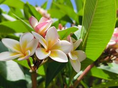 -厦门国家会计学院