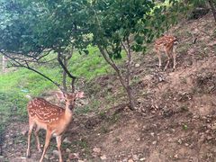 -大连森林动物园