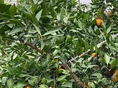 -前小桔亲子创意农场·草莓采摘·露营烧烤