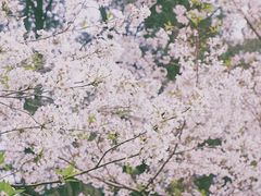 -武汉大学-樱园