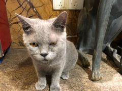 -more than meow吴止猫主题餐厅(承德 中船汇店)