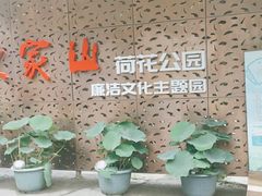 -陈家山荷花公园