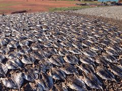 尼甘布海鲜市场-尼甘布海鲜市场