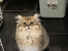 -伟伟宠物医院·瑞派猫友好医院·猫科(光谷店)