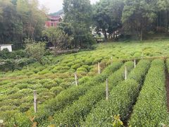 -野蔓果·山野菜(西湖景区·龙井茶田店)