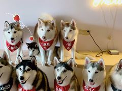 -Husky Go! 哈士奇体验馆·宠物咖啡厅狗咖