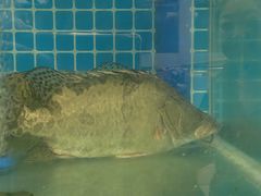 -品鲜村农家菜·阳澄湖大闸蟹(总店)