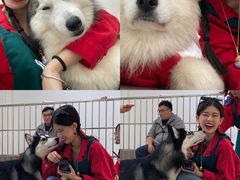-星多哈·狗咖·拼豆·咖啡
