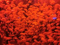 -太平洋海底世界