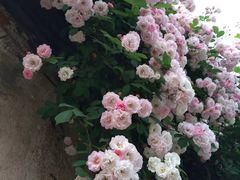 -秦园惠山豆腐花(惠山古镇店)
