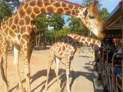 -清迈夜间动物园