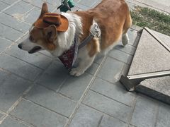 -小意思咖啡店(草桥店)