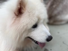 -星多哈·狗咖·拼豆·咖啡
