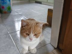 -宠颐生斯嘉宠物医院·急重症·心内科(谷阳北路分院)
