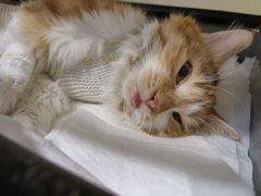 -瑞鹏宠物医院·爱宠堂·骨外专科(西荷分院)