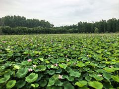 -渌洋湖湿地公园