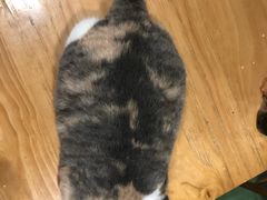 -藦茜花园宠物主题亲子互动体验馆(国顺东路店)