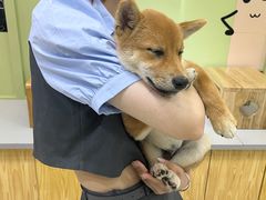 -柴源莊·柴小宠柴犬咖啡