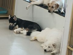-共舞时光猫咖·狗咖(新街口店)