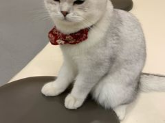 -飞行喵MR PILOT|猫舍·猫咖(静安大融城店)