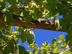 -北京张裕爱斐堡酒庄