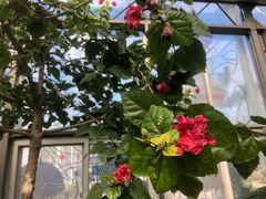 -南宫五洲植物乐园