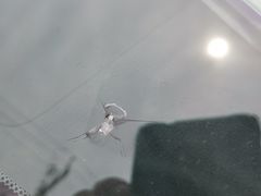 -圣手汽车凹陷修复玻璃修复(上海店)