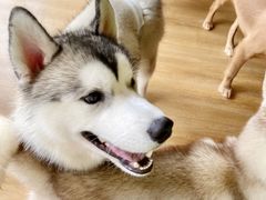 -Husky Go! 哈士奇体验馆·宠物咖啡厅狗咖