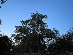 -大望京公园