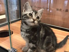 -袖虎·猫馆(体育西路店)