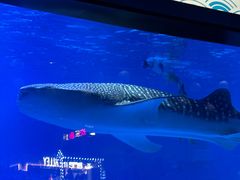 -烟台海昌鲸鲨海洋公园