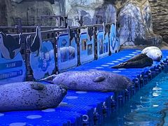 -海合安青岛极地海洋公园