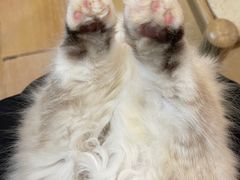 -猫咪派对(江南西店)
