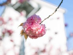 -高东镇樱花园