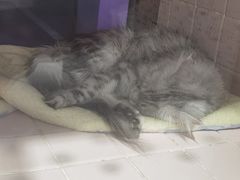 -FAELING PETS美天灵宠物(富力广场店)