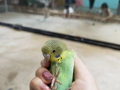 -上海大自然野生昆虫馆(东方明珠·爬宠昆虫探索中心)