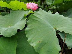 -陈家山荷花公园