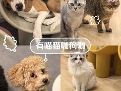 -有喵·猫咖·狗咖·30几只猫10只小狗(岗厦店)