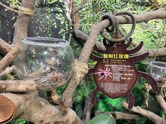 -广州长隆飞鸟乐园