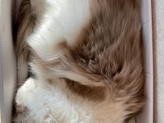 -猫腻·猫咖·撸猫馆(星光大道店)