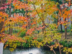 -合肥滨湖国家森林公园