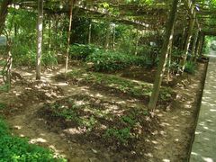 -广西壮族自治区药用植物园