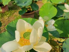 -莲花池公园
