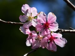 -中国科学院华南植物园