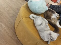 -1013 PET SHOP精品宠物商店(丁香店)