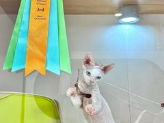 -青奢宠物·青奢猫舍