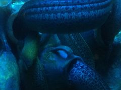 -太平洋海底世界