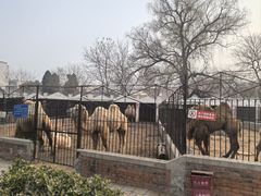 -保定市动物园