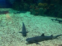 -上海海昌海洋公园